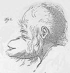 Camper's drawing of an orangutan