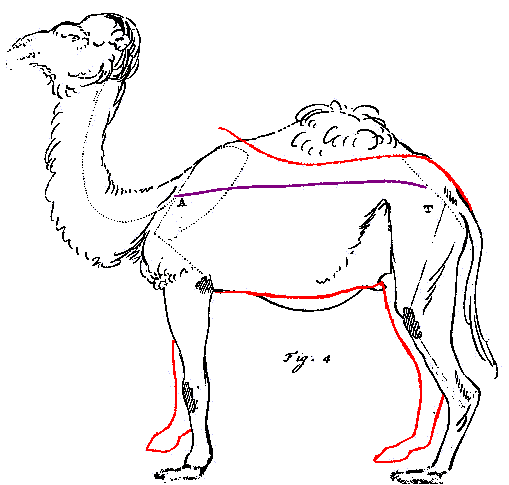 camel