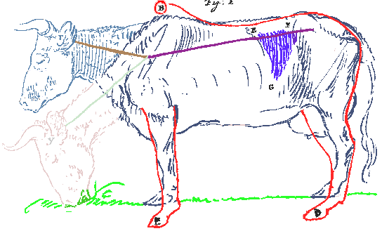 cow