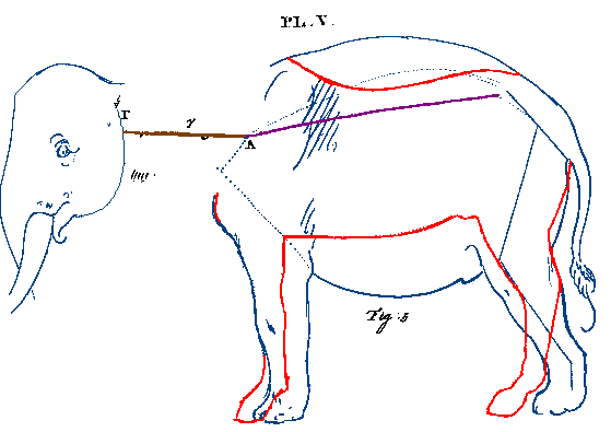 neckless elephant