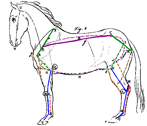 horse again