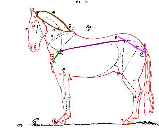 horse